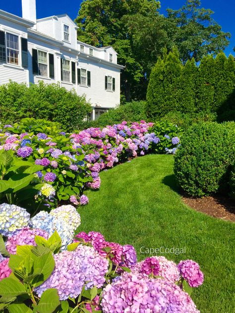 La Dreamin Hydrangea, Hydrangea Bushes In Front Of House, Hydrangea Landscaping, Pink Hydrangeas, Hydrangea Bush, Hydrangea Garden, Outdoor Garden Decor, Pink Hydrangea, Marthas Vineyard