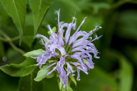 Wild Bergamot Is Medicinal and Edible - Lost In The Ozarks Wild Bergamot Plants, Wild Bergamot Uses, Bergamot Plant, Foraging Plants, Bergamot Flower, Wild Bergamot, Health Remedy, Medicine Recipes, Medical Plants