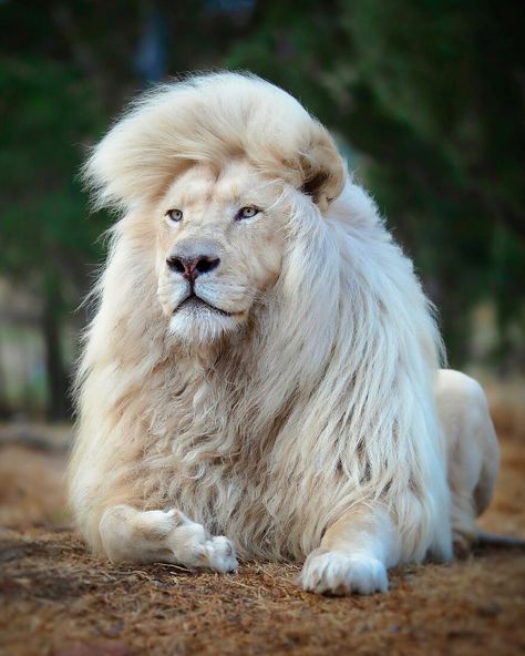 https://www.boredpanda.com/wildlife-photography-lions-simon-needham/?utm_source=newsletter White Lion, Lion, Human, Photography, On Instagram, White, Instagram