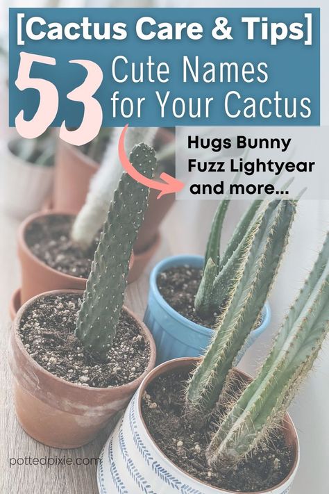 Fun Names, Cactus Names, Cactus Indoor, Cactus Care, Indoor Cactus, Cactus Types, Funny Names, Cute Names, Game Characters