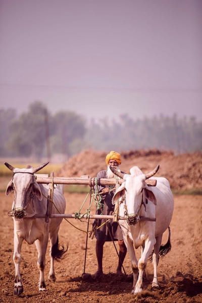 Farmer Images India, Punjabi Village, Old Punjab, Punjab Village, Farmer Painting, Punjab Culture, Village Scene Drawing, Punjabi Virsa, Agriculture Photography