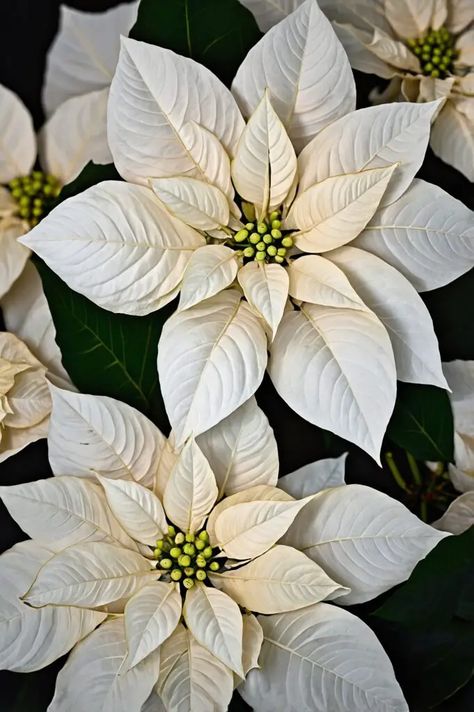 39 Dreamy White Christmas Decor Ideas for a Magical Holiday Season! – Curated Living Spaces White Poinsettia Wreath, White Poinsettia Christmas Decor, Pointsetta Christmas, Christmas Poinsettia Decorations, White Christmas Flowers, White Christmas Ideas, Pretty Porches, White Christmas Decor Ideas, Poinsettia Decor