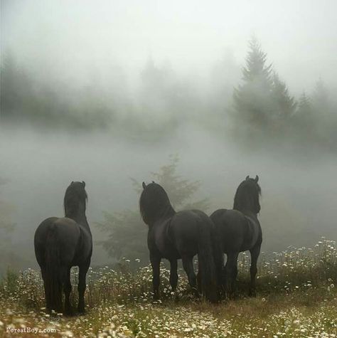 Horse Aesthetic, Friesian Horse, Pretty Animals, The Mist, Horse Life, Fantasy Aesthetic, Pretty Horses, Horse Photography, Dark Horse