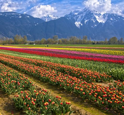 https://flic.kr/p/6kbhtk | Tulips of the Valley | Agassiz, BC. April 26, 2009 Fraser Valley Bc, Vancouver Travel, Bucket List Vacations, Landscape Images, Fraser Valley, San Juan Islands, Olympic Peninsula, Puget Sound, British Columbia Canada