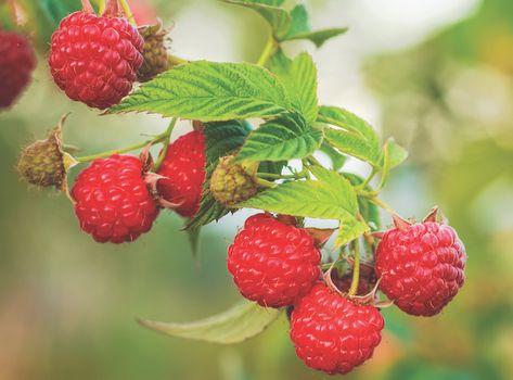 How To Grow Raspberries, Grow Raspberries, Pruning Raspberries, Thornless Blackberries, Metal Arbor, Growing Raspberries, Types Of Berries, Raspberry Plants, Growing Lettuce