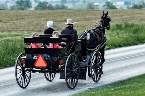 Driving Horses, Amish Buggy, Horse Sleigh, Amish Pennsylvania, Amish Farm, Christmas Horse, Carriage Driving, Pony Breeds, Horse Harness