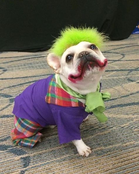 Joker 🃏 . #halloween . . . . . #frenchie #frenchieoftheday #französischebulldogge #franskbulldog #frenchbull #fransebulldog #frenchbulldog… French Bulldog Halloween Costumes, Bulldog Halloween Costumes, Diy Dog Costumes, Cat Halloween Costume, Pet Halloween Costumes, Dog Halloween Costumes, French Bulldog Puppies, Dog Costumes, Dog Costume