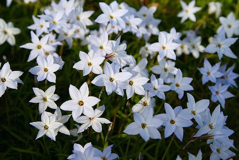 Simbelmynë is a beutiful flower which only grows on the barrows near Edoras in Rohan, where the kings of Rohan are burried. Simbelmynë Flower, Middle Earth Flowers, Rohan Aesthetic Lotr, Lotr Rohan Art, Lord Of The Rings Flowers, Simbelmynë Tattoo, Lotr Flowers, Edoras Rohan, Rohan Aesthetic