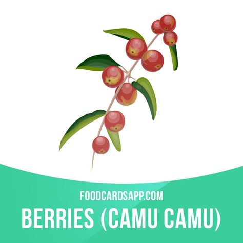 Camu camu is a berry from the Amazon. It is the highest known source of natural vitamin C. #camucamu #superfood #berry #berries #fruit #fruits #vitamin #vitamins #food #english #englishlanguage #learnenglish #studyenglish #language #vocabulary #dictionary #englishlearning Camu Camu, Natural Vitamin C, English As A Second Language, English Study, The Amazon, English Grammar, English Vocabulary, English Language, Learn English