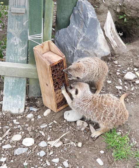 Animal Enrichment, Tiger Enrichment Ideas, Meerkat Enclosure, Zoo Enrichment, Lemur Enrichment, Meerkat Enrichment, Enrichment Projects, Zoo Project, Indoor Greenhouse