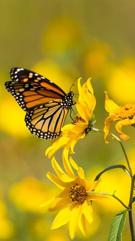 Tray Painting, Butterfly Wallpapers, Best Pumpkin Patches, Butterfly Photography, Cherry Picking, Beautiful Butterfly Photography, Madame Butterfly, Sunflower Pictures, Flying Flowers