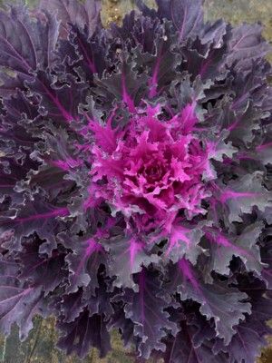 Ornamental kale 'Coral Queen'. Purple shades abound in this frilly head. Flowering Kale, Brassica Oleracea, Ornamental Kale, Ornamental Cabbage, Unusual Plants, Cabbage Roses, Autumn Garden, Garden Seeds, Flower Seeds