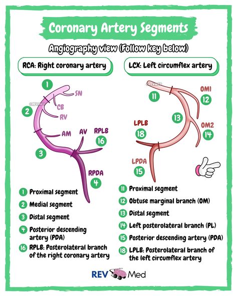 Comment a heart below if you want to see more ECG-related lessons! 🫀❤️💜💔 Any heart is fine… even a broken one. We have great lessons for you that will be published soon! Follow the page to stay tuned 👉🏼 @rev.med ✅ How do we figure out the occluded coronary artery? We can use ECG 🫀 Well, it’s super critical to determine the localization of myocardial infarction and ischemia, and determine exactly which coronary artery is occluded, & its location! So before we administer the nitroglycerin ... Cardiothoracic Surgery Notes, Right Coronary Artery, Right Coronary Artery Anatomy, Coronary Arteries Disease Nursing, Acute Coronary Syndrome, Physician Assistant School, Coronary Arteries, Nursing School Essential, Physician Assistant