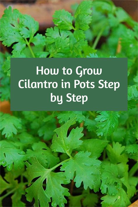 How To Grow Coriander, How To Grow Cilantro, Growing Coriander, Grow Cilantro, Plants Tattoo, Cilantro Plant, Cilantro Seeds, Growing Cilantro, Growing Vegetables In Pots