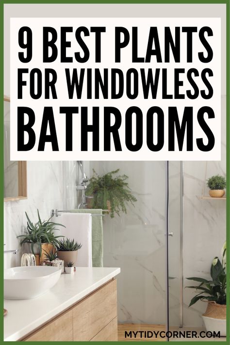 Plant For Bathroom With No Windows, Bathroom Without Windows, Inside House Plants, Bathroom Plants Decor, Best Bathroom Plants, Windowless Bathroom, Indoor Plants Low Light, Window Plants, Decor Hallway