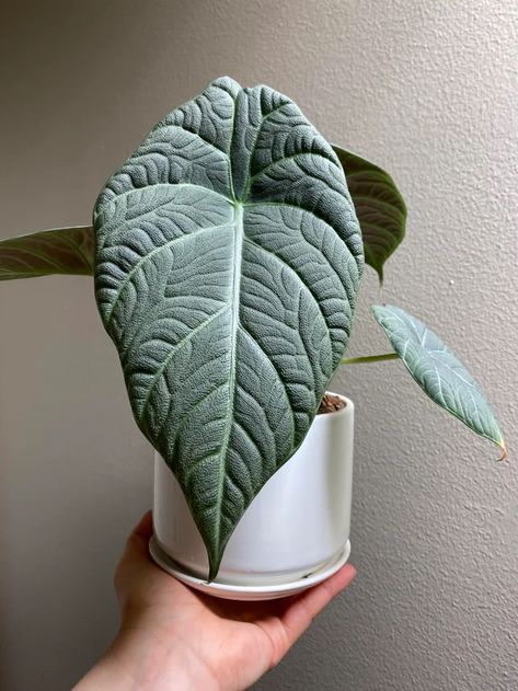 Holding up an Alocasia maharani Alocasia Reversa, Alocasia Chantrieri, Alocasia Platinum, Alocasia Maharani, Alocasia Melo, Alocasia Varieties, Alocasia Reginula, Rare Alocasia, Identifying Plants