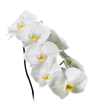 White Phalaenopsis Orchid, June Flowers, Dutch Flowers, Tropical Bridal, Tropical Bridal Showers, Bouquets Wedding, Pot Plants, Flower Guide, Hand Tied Bouquet