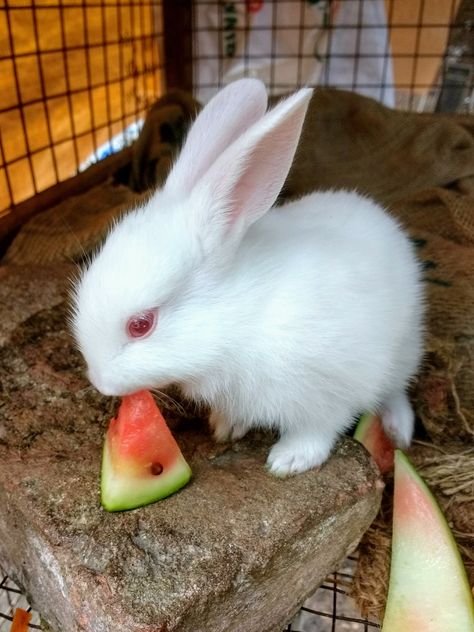 20 days old cute bunny baby eating watermelon. Bunny Eating Strawberry, Bunny Eating, Strawberry Drawing, Sentient Beings, Eating Watermelon, Rabbit Eating, Baby Eating, Skull Wallpaper, Baby Bunnies