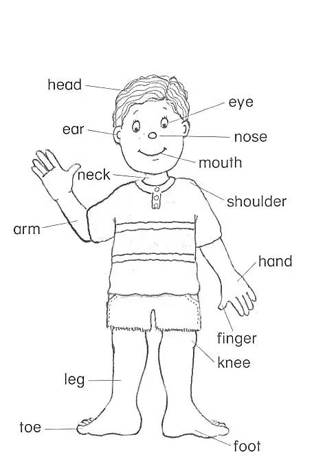 15 Fun Body Parts Learning Games and Activities for Kids - illustrated Tea Cup Picture Of Body Parts, Body Parts Preschool Activities, Body Parts For Kids, Peraturan Kelas, Body Parts Preschool, Body Part Drawing, Free Kids Coloring Pages, Teaching Game, Learning English For Kids