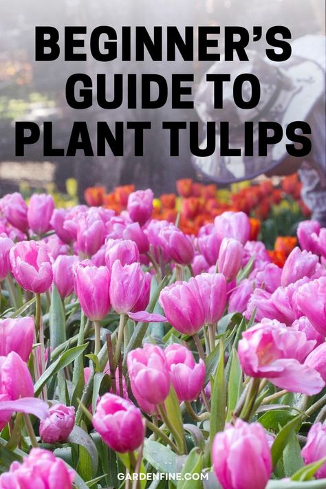 Pin this for expert tips on planting tulips like a pro! Learn the beginner's guide to growing stunning tulips in your garden. #GardeningTips #TulipPlanting #FlowerGardening When Do You Plant Tulips Bulbs, Planting Tulips Landscaping, Tulip Flower Bed Ideas, Tulip Garden Layout, When To Plant Tulip Bulbs, How To Plant Tulips, Tulip Planting, When To Plant Tulips, Plant Tulips