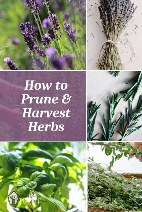 Prune Lavender Plant, Harvest Rosemary, How To Prune Basil, Prune Rosemary, Prune Basil, Harvest Lavender, Harvesting Basil, Herbal Tea Garden, Herb Plants