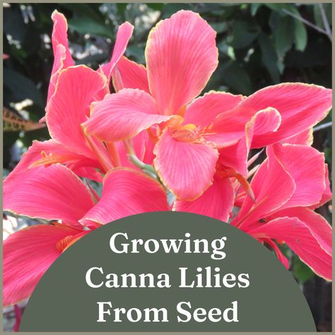 Canna Lily Landscaping, Canna Lily Care, Canna Lily Garden, Cana Lily, Canna Bulbs, Canna Flower, Lily Plant Care, Canna Lilies, Lily Care