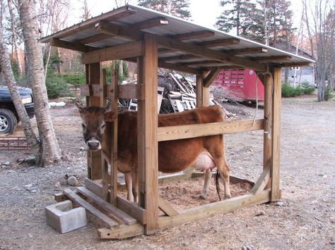 Would be cleaner than the barn... concrete floor and water line for clean up Cow Milking Stanchion, Cow Stanchion Ideas, Cow Stanchion, Milk Stanchion, Milking Stanchion, Zebu Cow, Gado Leiteiro, Family Cow, Dexter Cattle