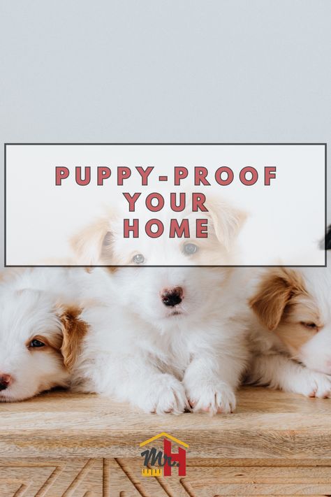 The key is puppy proofing your home. Create an environment that suits the needs of the new dog so they aren’t tempted by things they shouldn’t be getting into. Follow these tips from Mr. Handyman and you won’t need as many home repairs. How To Puppy Proof Your House, Home Modifications, Puppies Tips, Puppy Proofing, Potty Pads, Pet Door, Handyman Services, New Dog, Dog Door