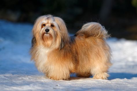 The Best Havanese Haircut Styles for Different Coat Types Small Fluffy Dogs, Havanese Haircuts, Havanese Breeders, Curly Top Knot, Havanese Grooming, Lamb Cuts, Coat Types, Puppy Cut, Dog Haircuts