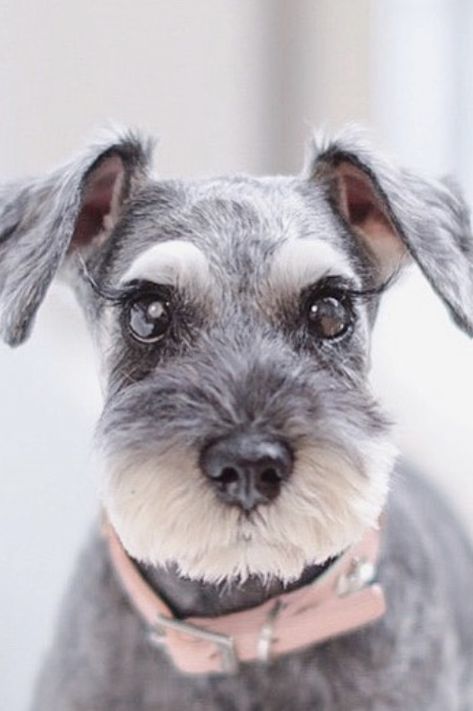 Short Schnauzer Haircut, Schnauzer Haircut Hairstyles, Miniature Schnauzer Wallpaper, Schnauzer Sculpture, Puppy Pose, Schnauzer Grooming, Minature Snauzher, Black And White Miniature Schnauzer, Puppy Portraits