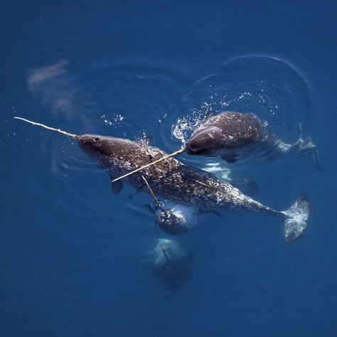 Images of Narwhals - Free The Ocean Narwhal Facts, Narwhal Pictures, Sea Wildlife, Ocean Whale, Crazy Animals, Ocean Underwater, Manatees, Unusual Animals, Aquatic Animals