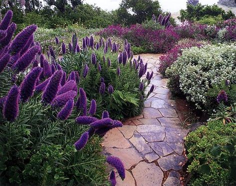 When featured in the right setting, the purple flowers of drought-resistant echiums can add color to a garden. Colorful Drought Tolerant Landscape, Purple Flowers Garden Landscaping Ideas, Purple Drought Tolerant Plants, Waterwise Landscaping California, Purple And Pink Garden Ideas, Drought Tolerant English Garden, Purple And Green Landscaping, Drought Tolerant Landscape Design Ideas, Drought Tolerant Hillside Landscaping