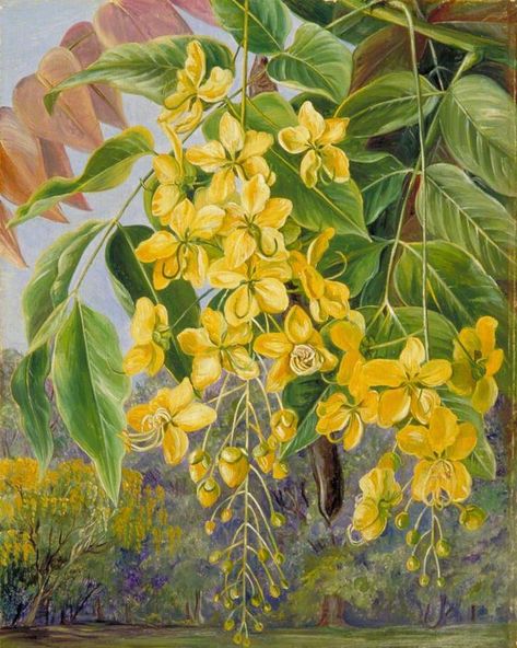 Good Earth on Instagram: “TREES OF SUMMER⁣ ⁣ The enchanting Amaltas or Laburnum, known as Cassia fistula in Botany, is native to the Indian subcontinent and…” Recipes Organization, Scandinavian Makeup, Acuarela Ideas, Autumn Football, Cassia Fistula, Grey Photos, Marianne North, Themes Party, Mushroom Painting