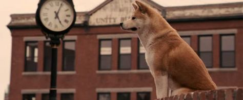 Hachiko Dog, Hachi A Dogs Tale, George Of The Jungle, A Dog's Tale, Bear Attack, Dog Movies, Akita Dog, Night At The Museum, Dog Stories