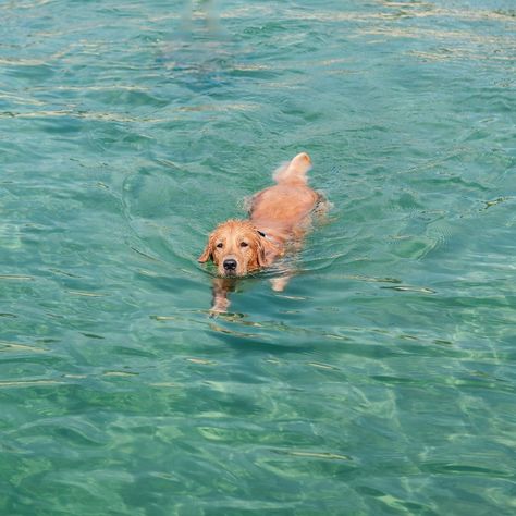 Billy Showalter, Golden Retriever Swimming, Golden Retriever Energy, Golden Retriever Beach, Perros Golden Retriever, Dog Swimming, 골든 리트리버, Really Cute Dogs, Dog Blog