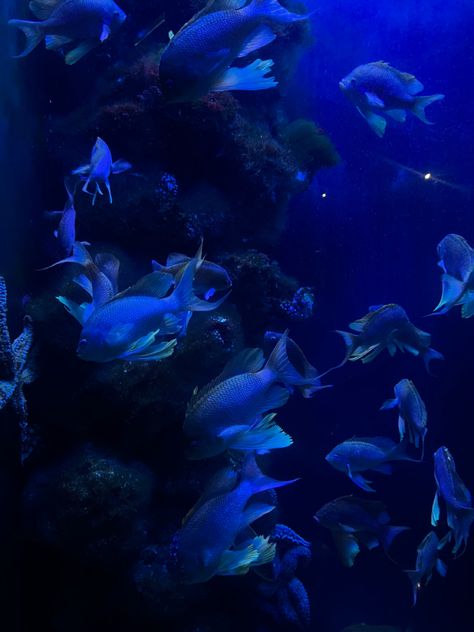 Dark Fish Tank, Fish Tank Aesthetic, Aquatic Aesthetic, Theme Homescreen, Tank Aesthetic, Fish Background, Underwater House, Under Sea, Marine Creatures