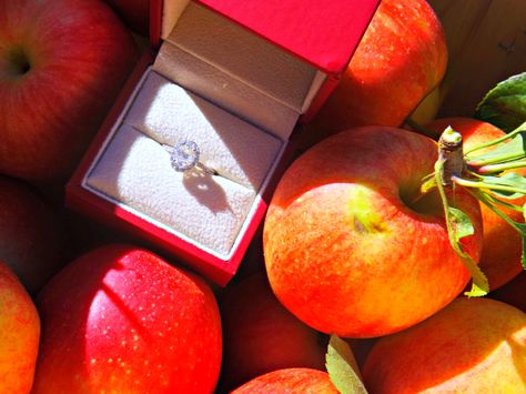 My apple orchard proposal! Apple Orchard Proposal, Orchard Proposal, Fall Engagement Pictures, Apple Orchard, Apple Picking, Fall Engagement, Cheat Sheet, Engagement Pictures, Prince