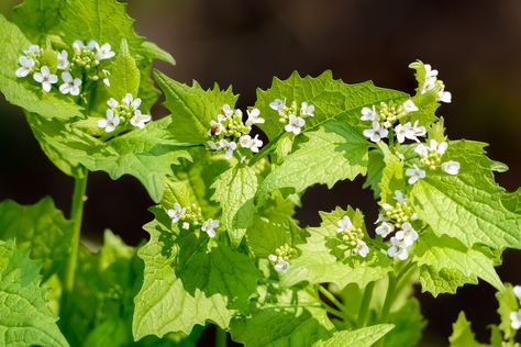 Mustard Recipes, Olive Oil Dip For Bread, Garlic Mustard, Mustard Plant, Olive Oil Bread, Mustard Recipe, Biennial Plants, Wild Garlic, Plant Problems