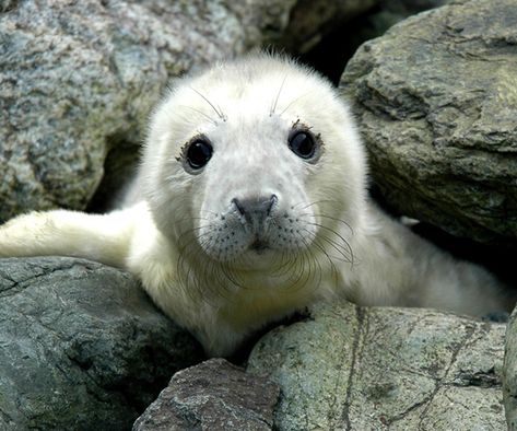 Grey Seal, Cute Seals, Seal Pup, Baby Seal, British Wildlife, Marine Mammals, Sea Lion, Marine Life, Polar Bear