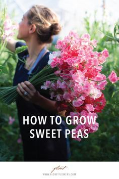 Grow Sweet Peas, Farmer Florist, Garden Farming, Growing Sweet Peas, Cut Flower Farm, Sweet Pea Flowers, Flowers Gardening, Pea Flower, Home Gardening