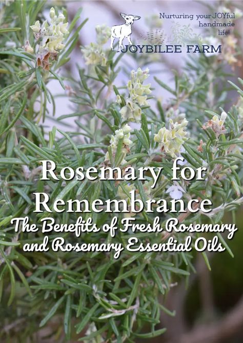 Rosemary Salve, Rosemary For Remembrance, Rosemary Benefits, Hair Regrowth Remedies, Herbs For Hair Growth, Rosemary Herb, Coconut Oil Hair Mask, Home Remedies For Acne, Natural Health Care