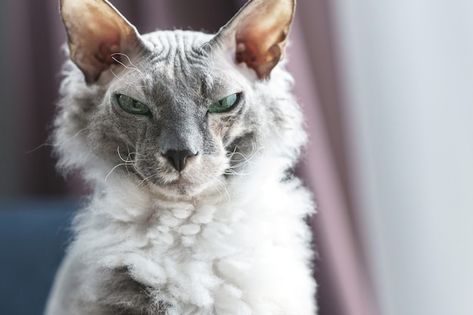 Portrait of smart donskoy sphynx cat at ... | Premium Photo #Freepik #photo #sphynx #sphynx-cat #cats-pet #funny-cat