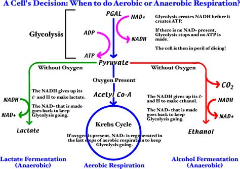 Aerobic and Anaerobic Respiration- nice big picture diagram  @Anna Totten Totten B remind you of someone's shirt?? Aerobic Respiration Diagram, Anaerobic Respiration Notes, Respiration Diagram, Respiration Notes, Aerobic Respiration, Cell Biology Notes, Medical Laboratory Science Student, Microbiology Study, Metabolic Pathways