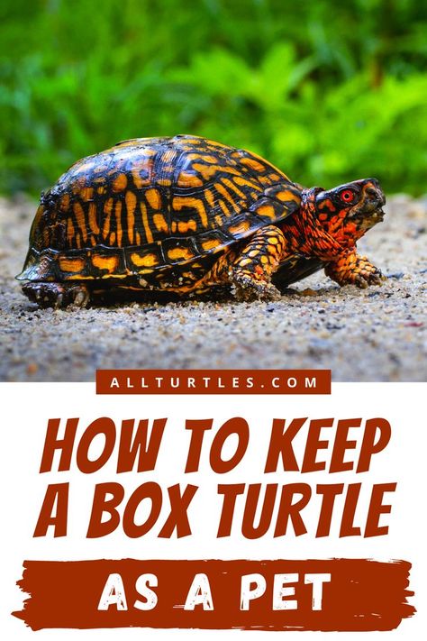 Turtle Species, Box Turtles, Eastern Box Turtle, Turtle Facts, Turtle Care, Tortoise Care, Outdoor Box, Turtle Pond, Wildlife Rehabilitation