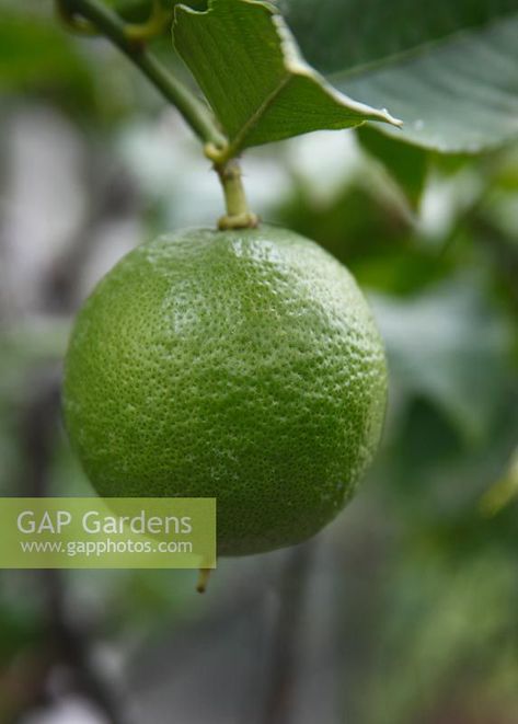 Citrus medica x aurantifolia Lemon close up of fruit Citrus Fruit Aesthetic, Citrus Image, Citrus Orchard, Aura Photo, Citrus Grove, Citrus Aurantifolia, Fruits Images, Eat The Rainbow, Plant Photography