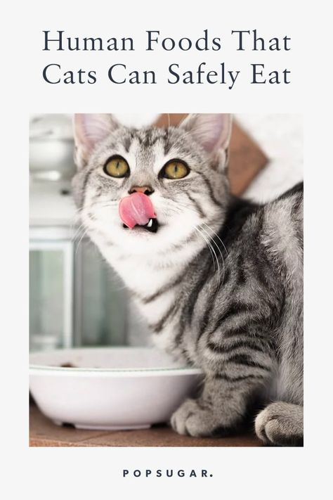 7 Human Food That Cats Can Safely Eat Human Food For Cats, Foods Cats Can Eat, Healthy Cat Food, Pet Treats Recipes, Homemade Cat Food, Automatic Cat Feeder, Cat Diet, Cat Snacks, Healthy Cat