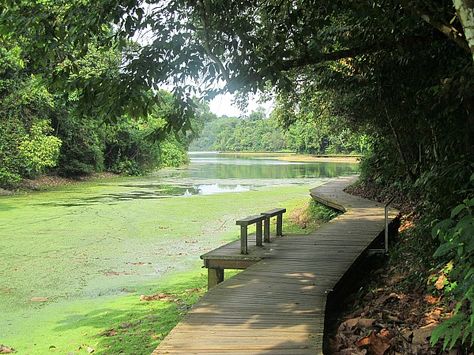 A Singapore MacRitchie Reservoir adventure - Adventure Hiking, Lizards, Garden Bridge, Monkeys, Singapore, Outdoor Structures, Hiking