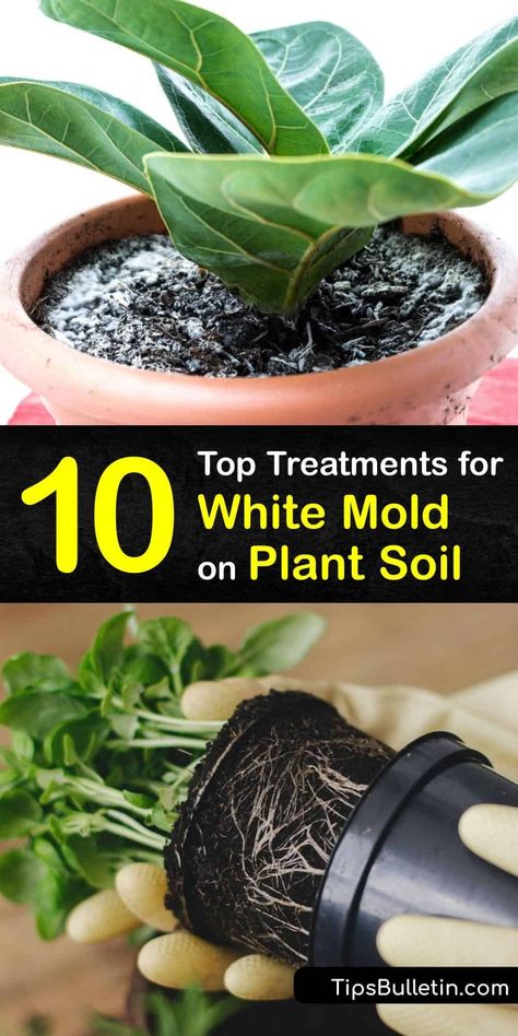 Mold Removal, Household Plants, Plant Pests, Plant Care Houseplant, Plant Fungus, Garden Hacks, Plant Hacks, Indoor Plant Care, Inside Plants