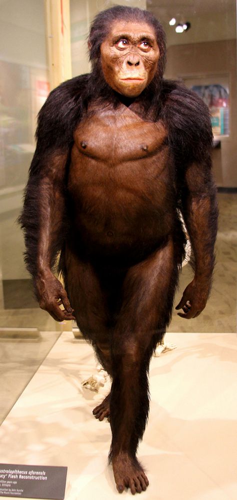 Australopithecus afarensis - AL 288 - "Lucy" - reconstruction by John Gurche Meganthropus Paleojavanicus, John Gurche, Australopithecus Afarensis, Pre History, Prehistoric World, Human Evolution, Anthropology, Guinea Pigs, Biology