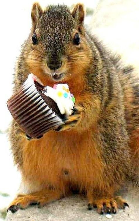 Happy Birthday Squirrel, Happy Birthday Animals, Squirrel Eating, Squirrel Pictures, Piece Of Pizza, Funny Happy Birthday Wishes, Eat Cupcakes, Squirrel Art, Nut House